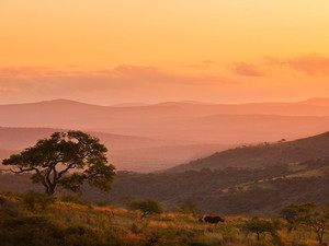 rhino-south-africa-stirton