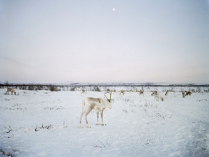 reindeer-tundra-larsen